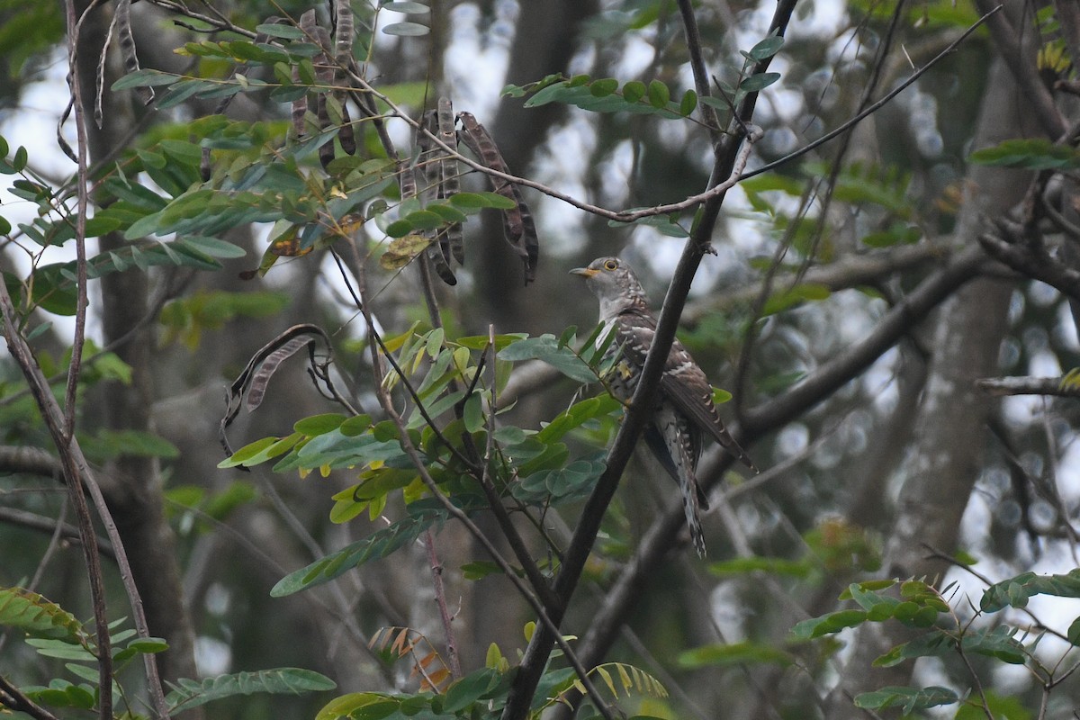 Indian Cuckoo - ML595969901