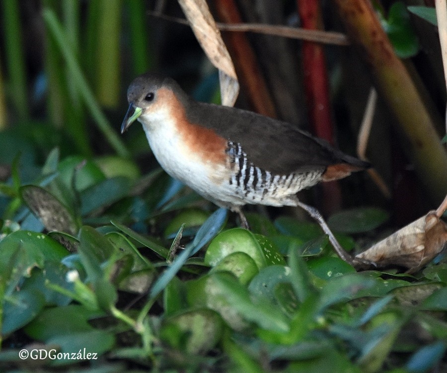 Rufous-sided Crake - ML595969991