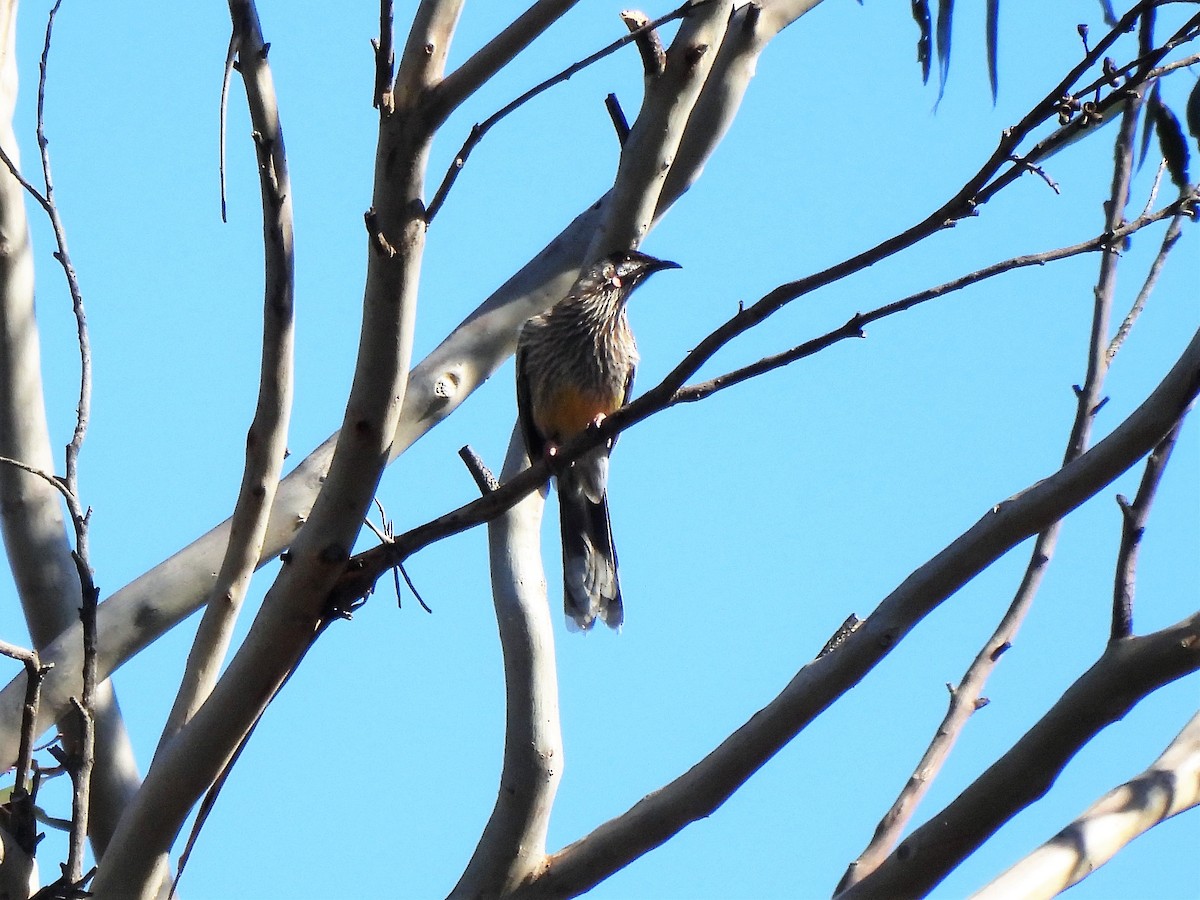 Red Wattlebird - ML595970321