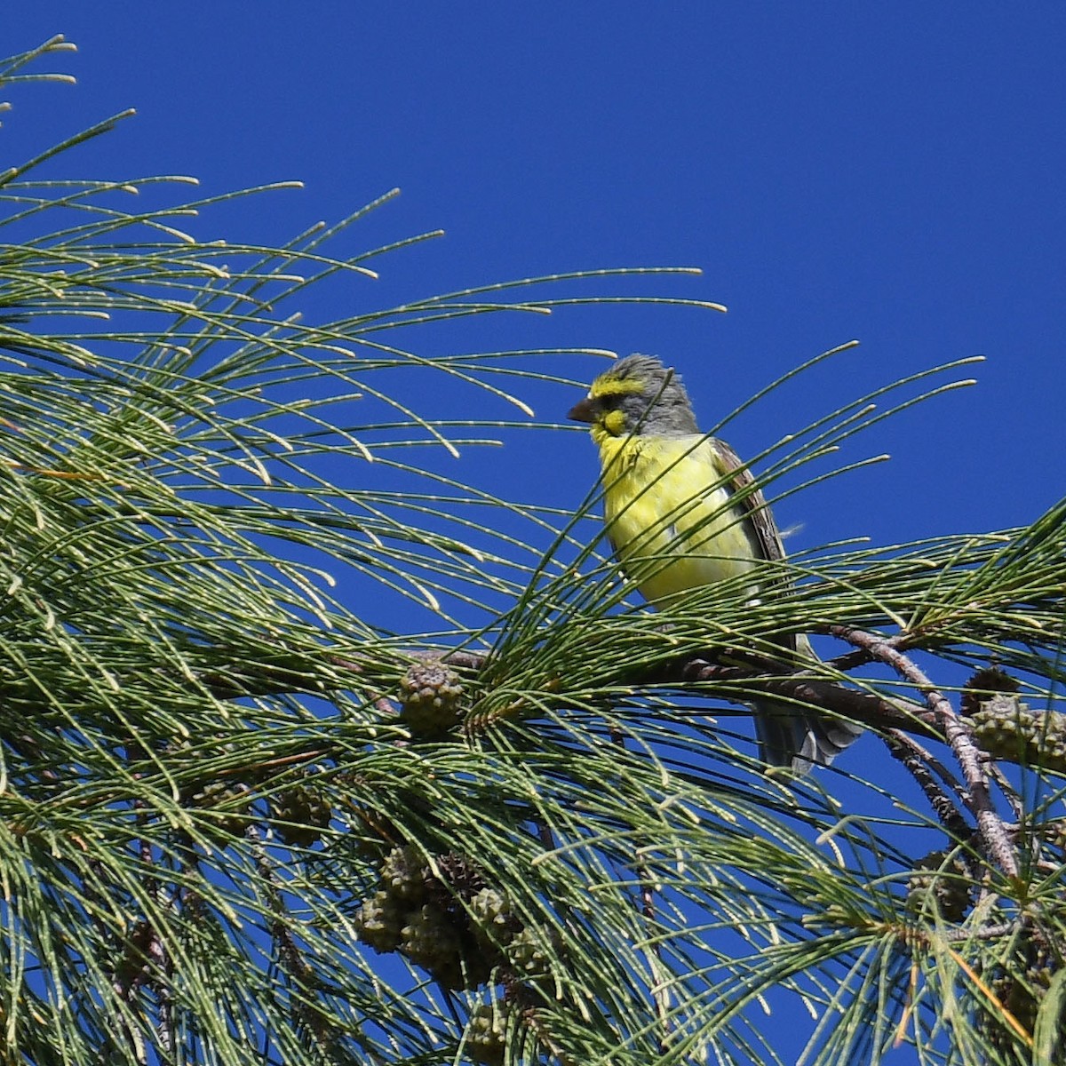Yellow-fronted Canary - ML595971511