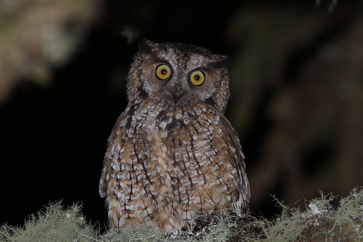 Long-tufted Screech-Owl - Ian Thompson