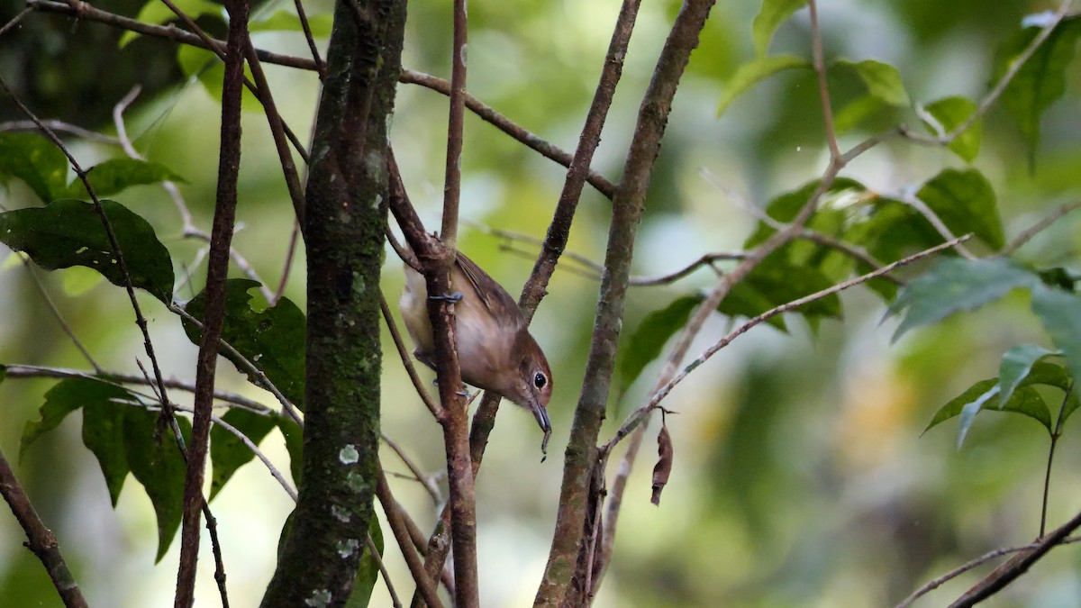 Plain Antvireo - ML595972511