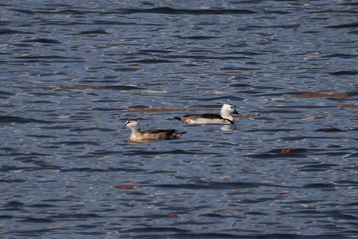 Cotton Pygmy-Goose - ML595973141