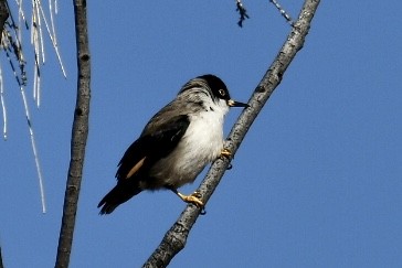 Varied Sittella - ML595973561