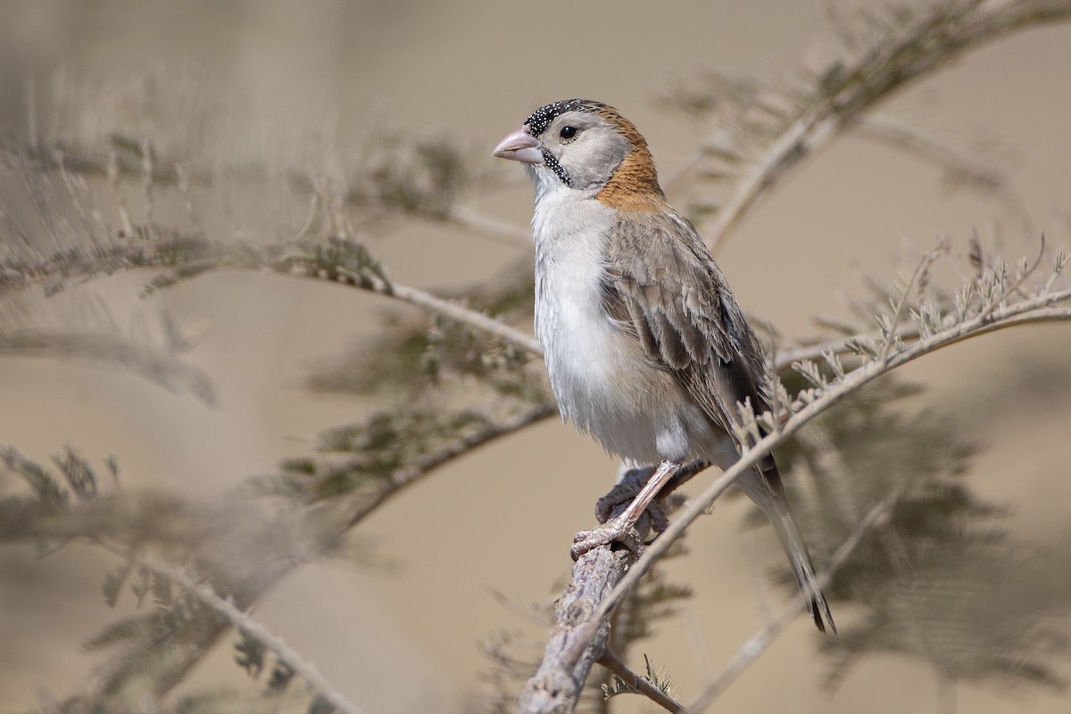 Speckle-fronted Weaver - ML595973631