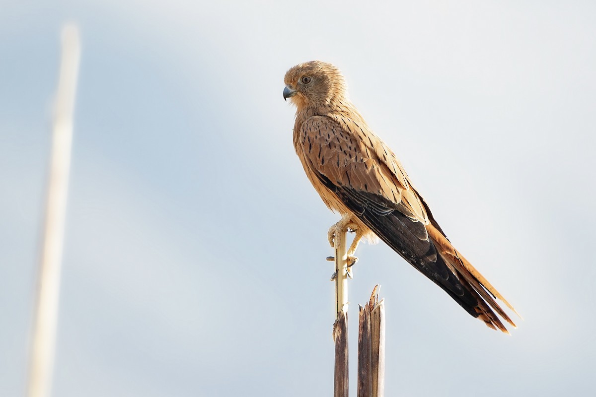 Fox Kestrel - ML595973731