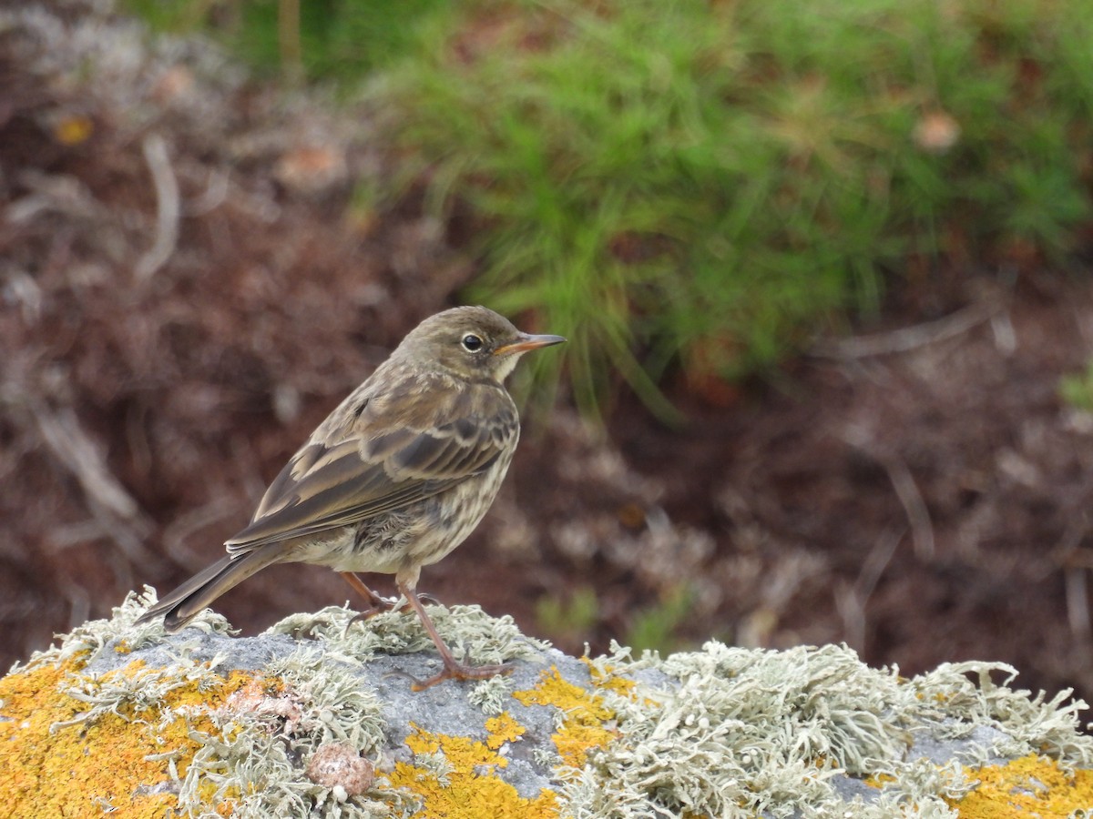 Rock Pipit (Western) - ML595973851