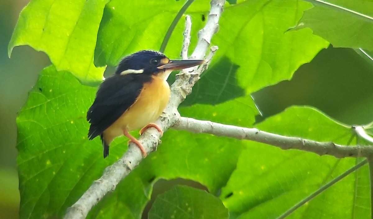 New Britain Dwarf-Kingfisher - Jay VanderGaast