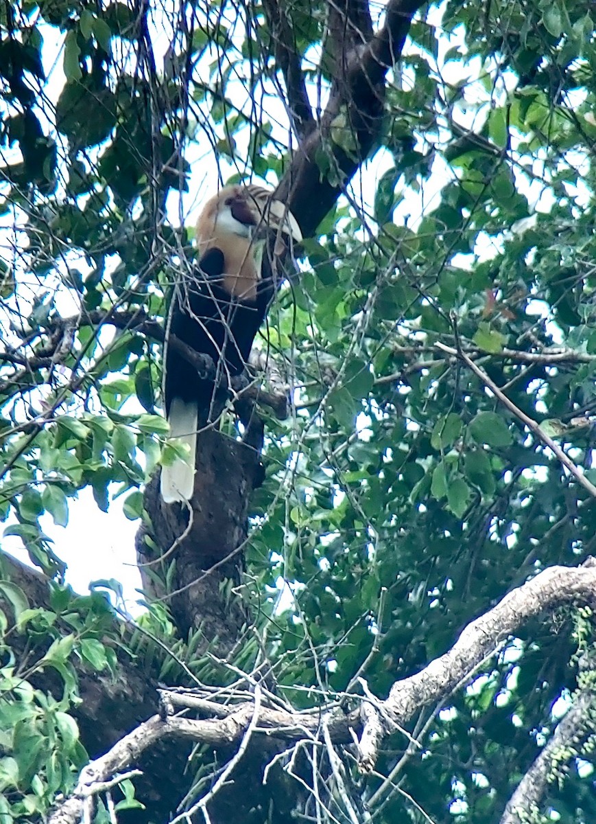 Cálao Papú - ML595974341