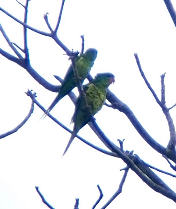 Red-chinned Lorikeet - ML595974491