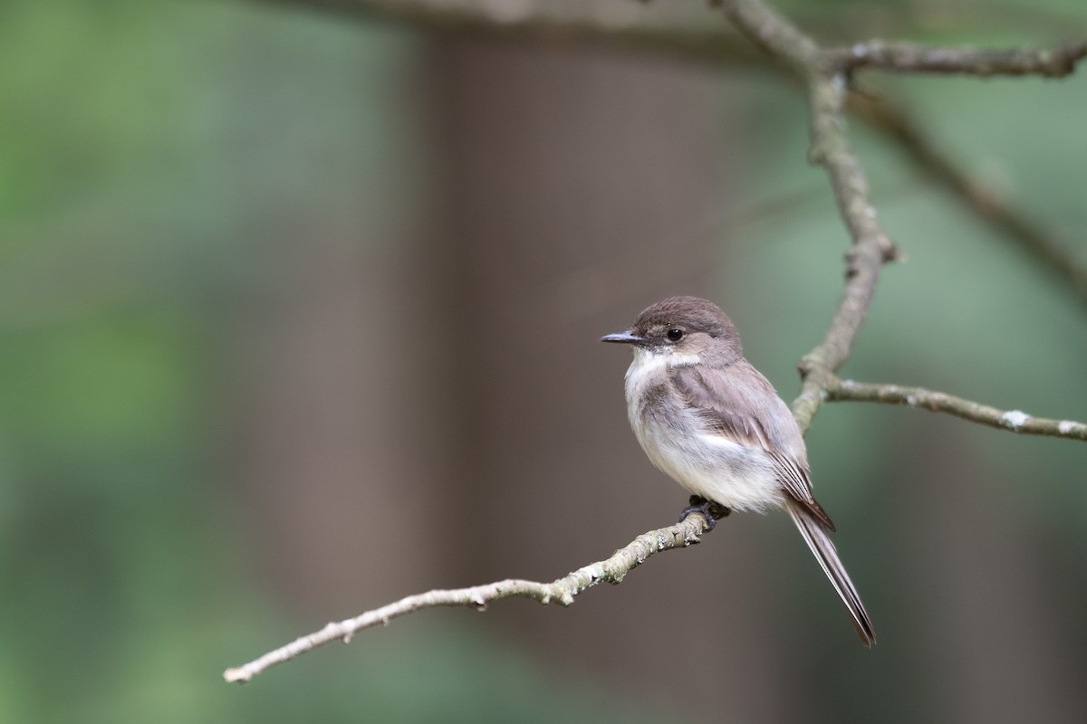 Eastern Phoebe - ML595974711