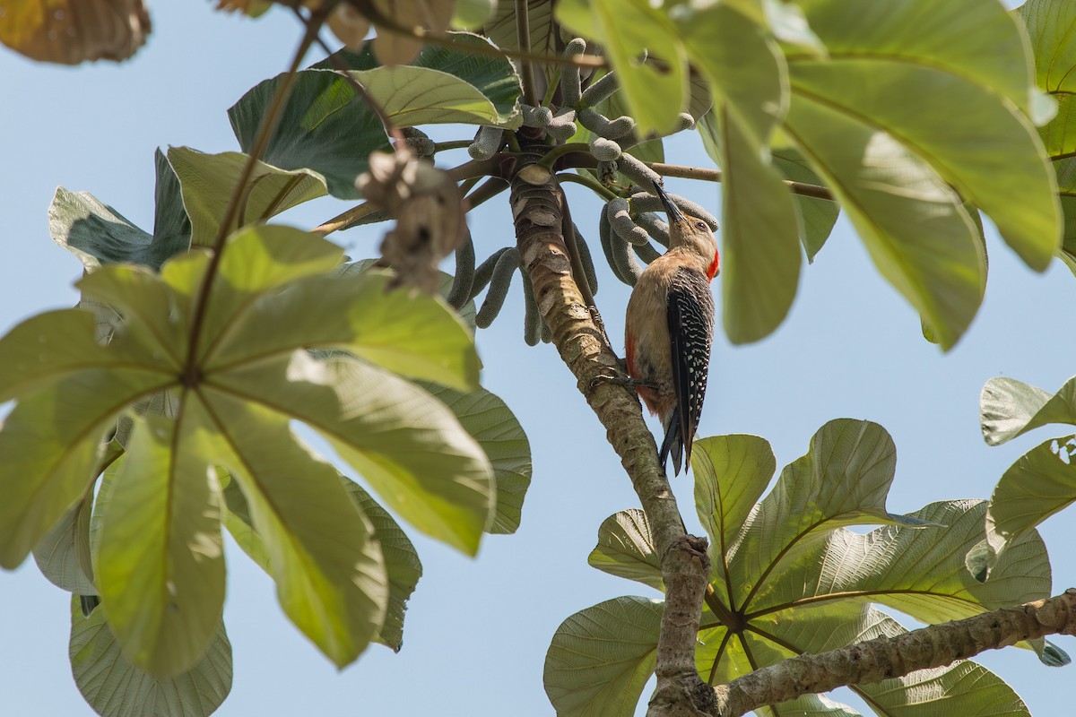 Golden-fronted Woodpecker - ML595974791