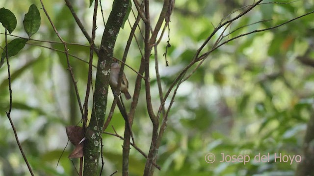 Plain Antvireo - ML595974951