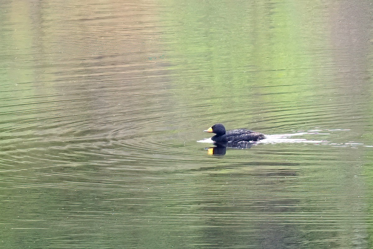 Black Scoter - ML595975281