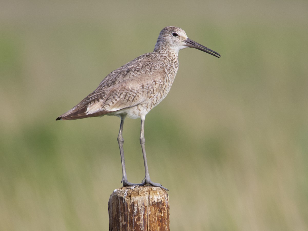 Willet - ML595975311