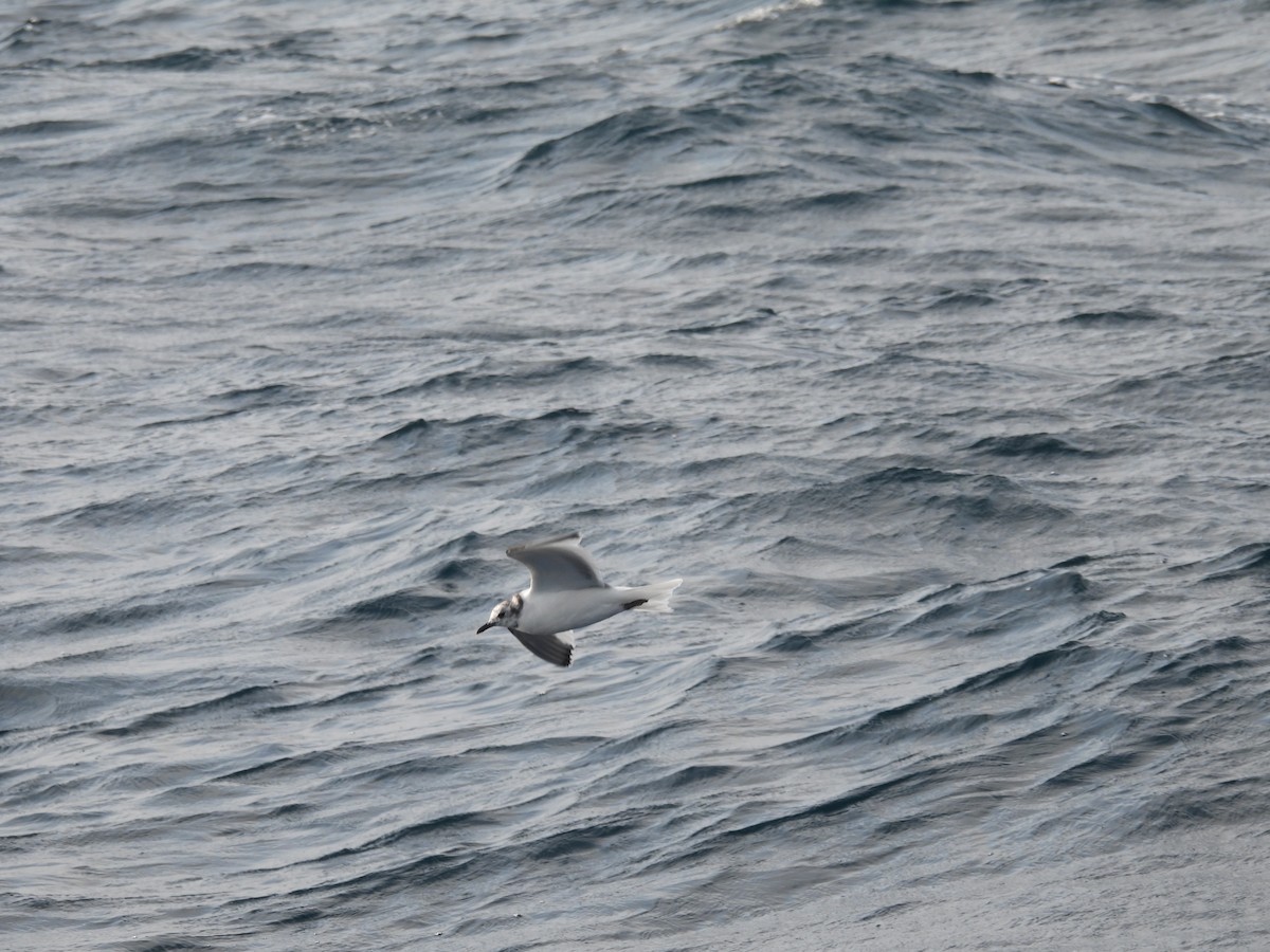 Sabine's Gull - Bart Donato