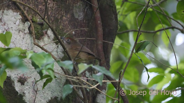 Plain Antvireo - ML595975941