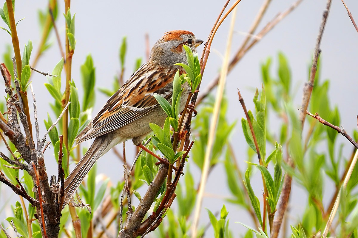 American Tree Sparrow - ML595975951