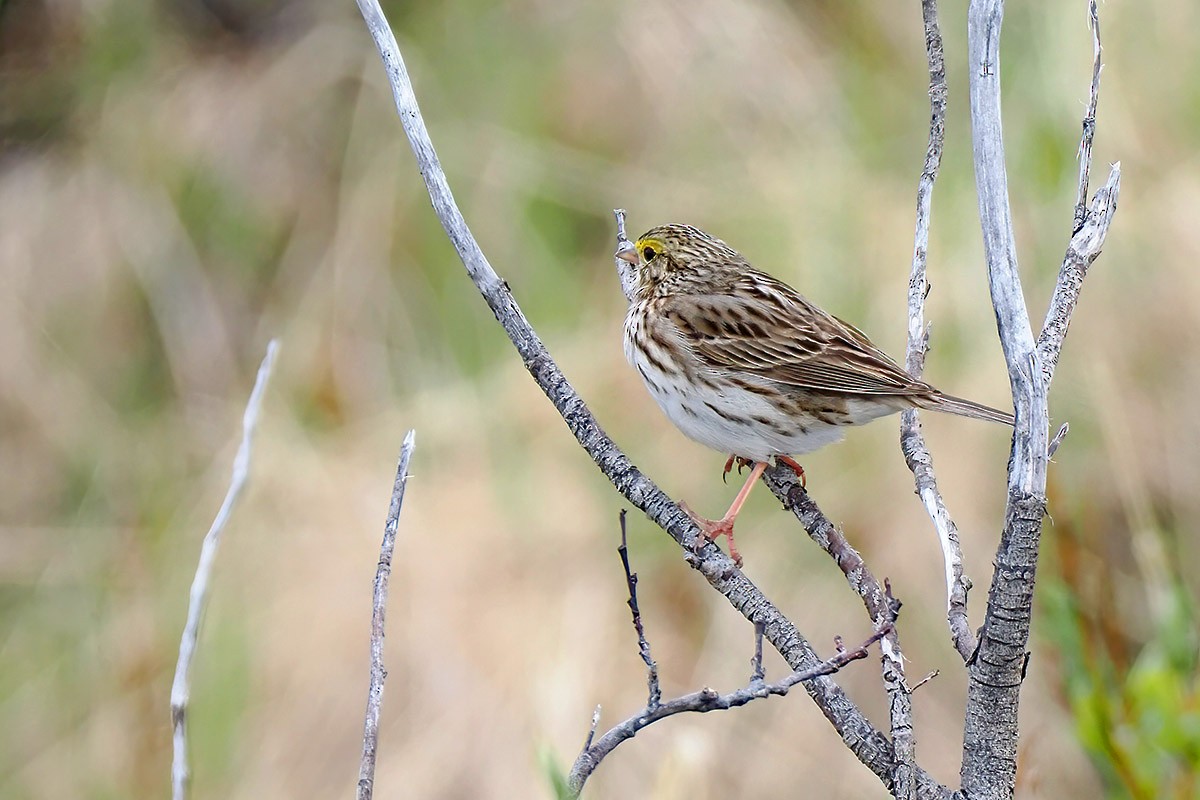 Savannah Sparrow - ML595975981