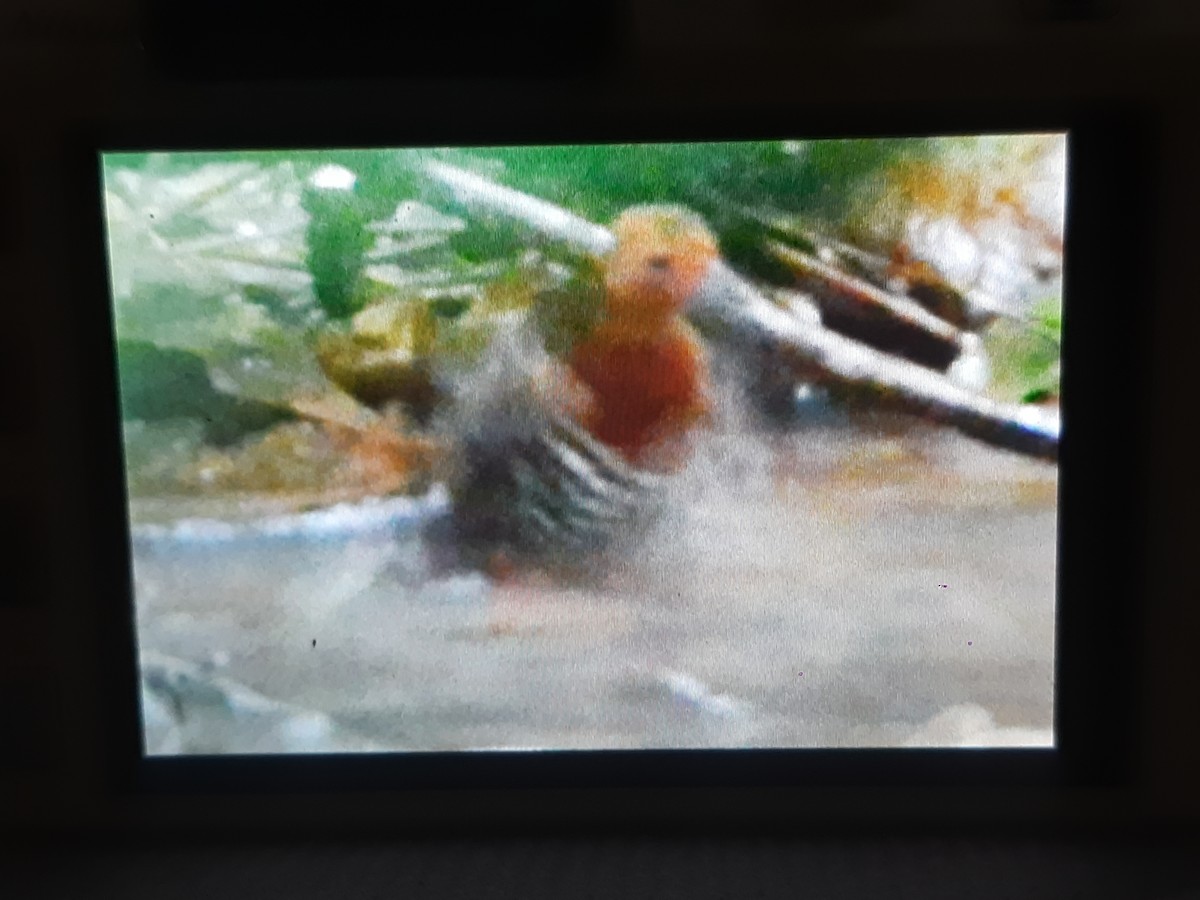 Red-legged Crake - Michaël  Dagnelie