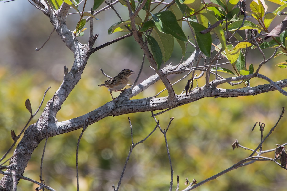 Grasshopper Sparrow - ML595976121