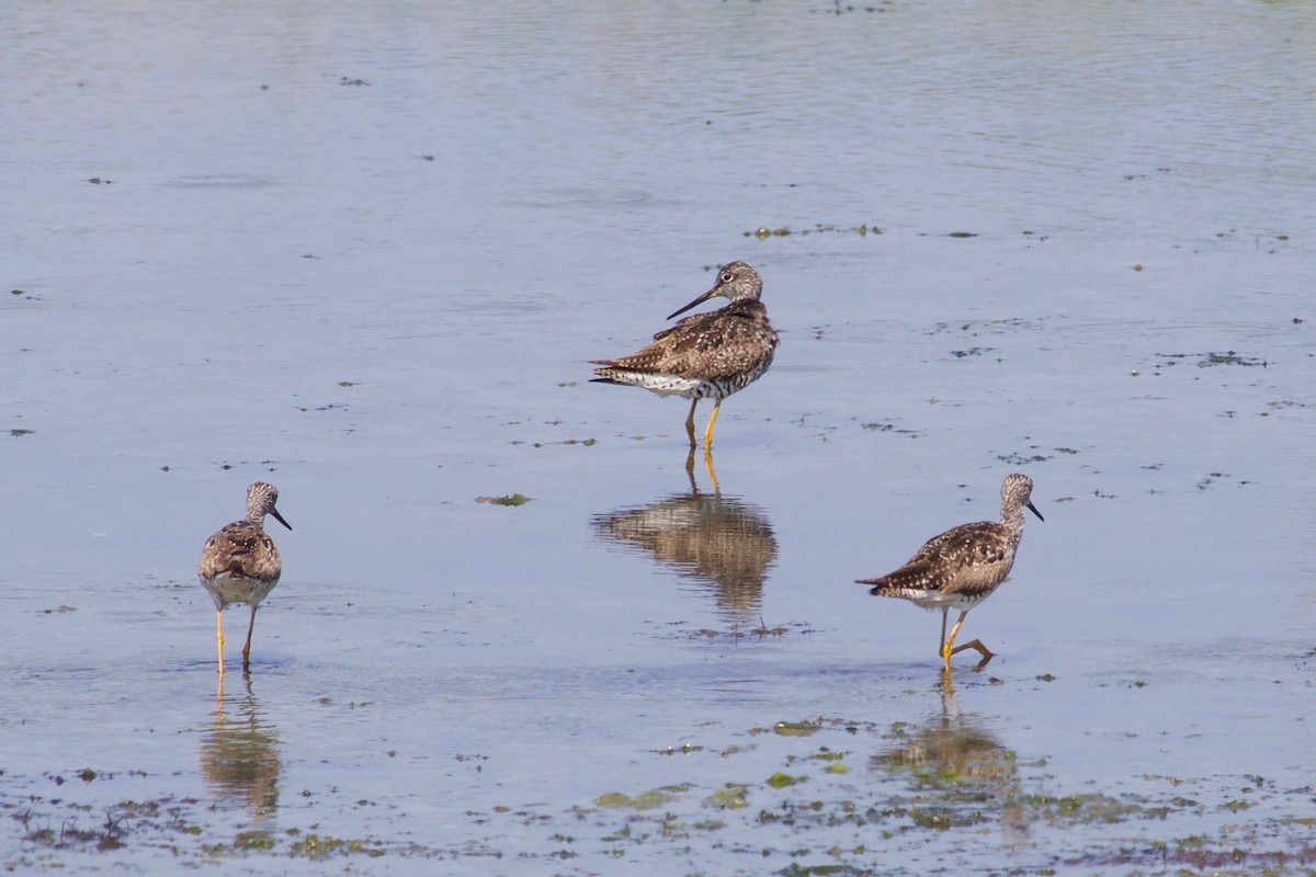 Greater Yellowlegs - Loyan Beausoleil