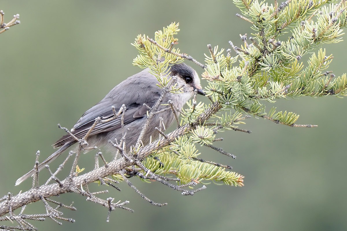 Canada Jay - ML595976581