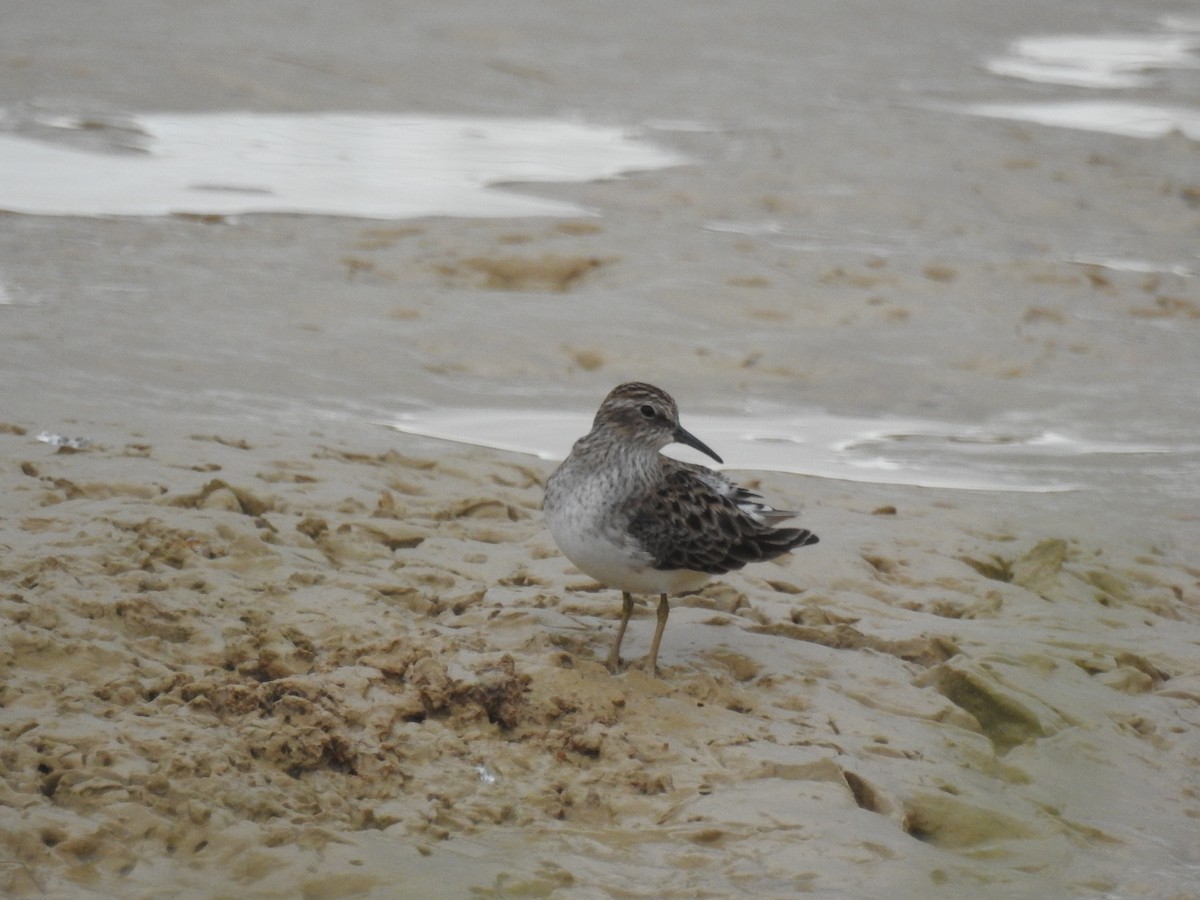 Least Sandpiper - ML59597661