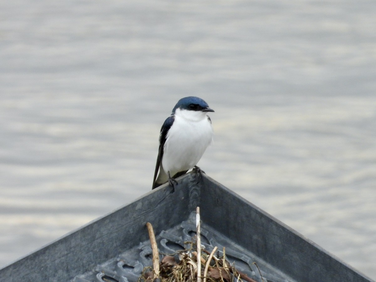 White-winged Swallow - Jeremiusz Trzaska