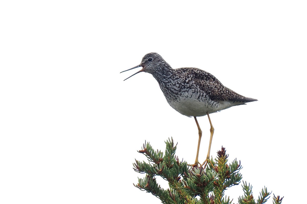 Lesser Yellowlegs - Jose Antonio Lama