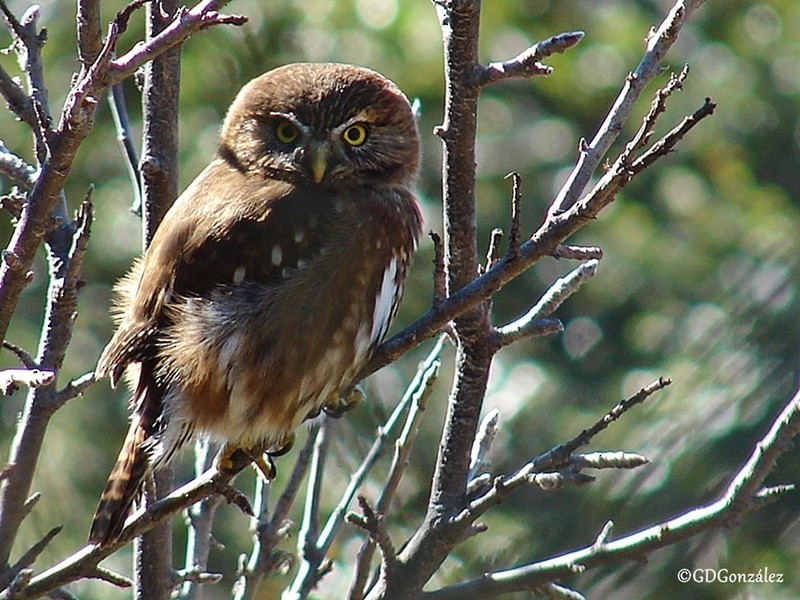 Austral Pygmy-Owl - ML595978161