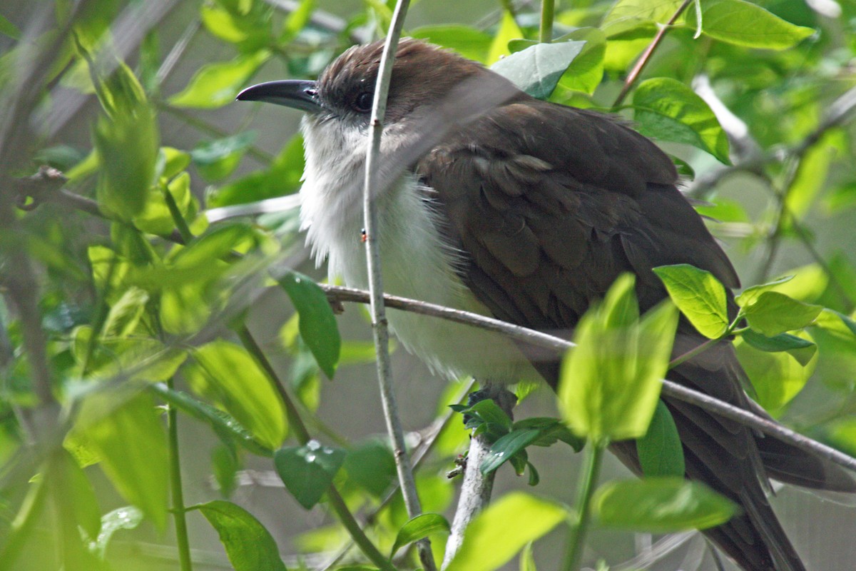 Black-billed Cuckoo - ML595978671