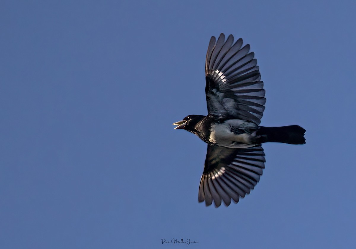 Cone-billed Tanager - ML595978841