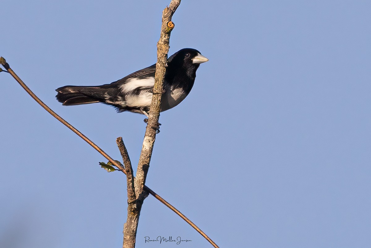 Cone-billed Tanager - ML595978851