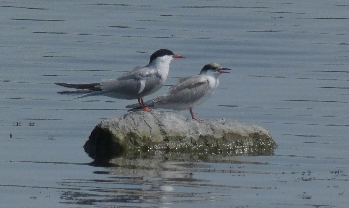 Common Tern - ML595979141