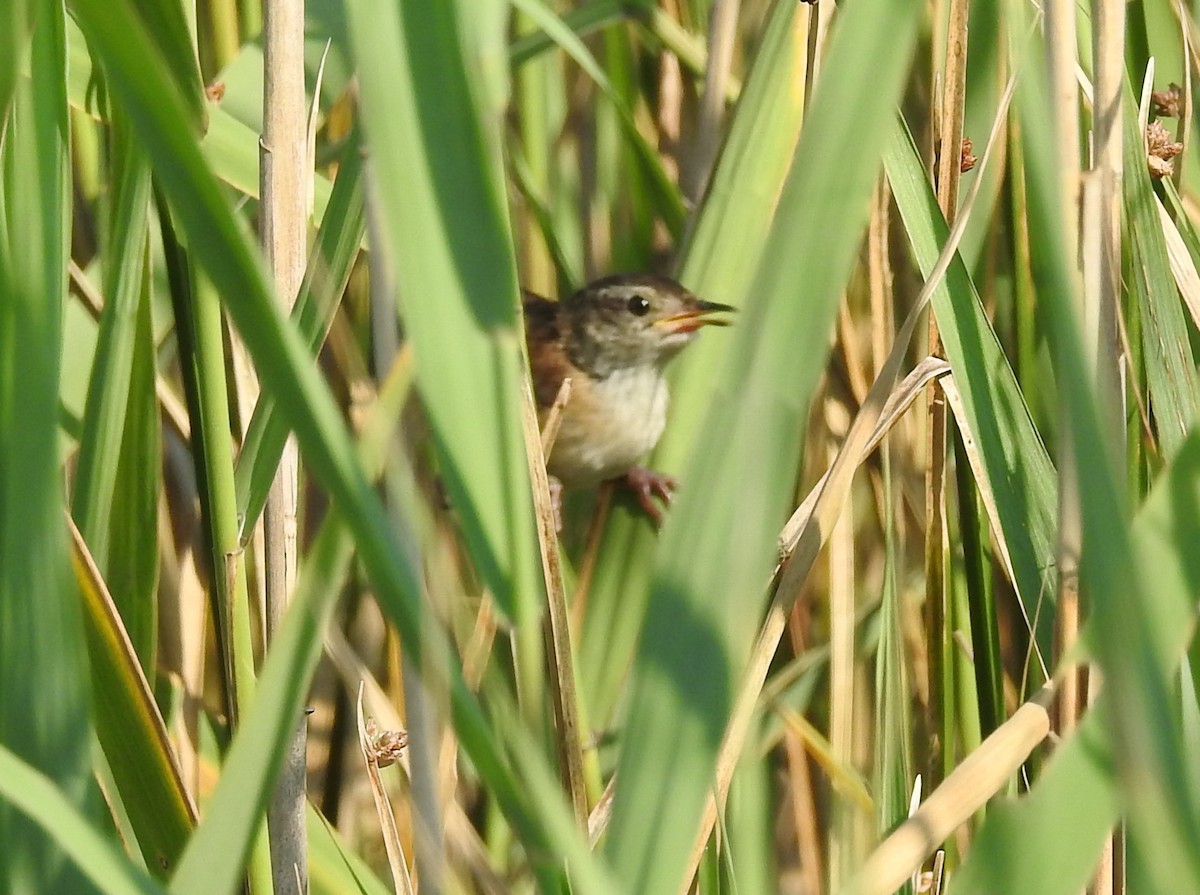 Marsh Wren - ML595979571