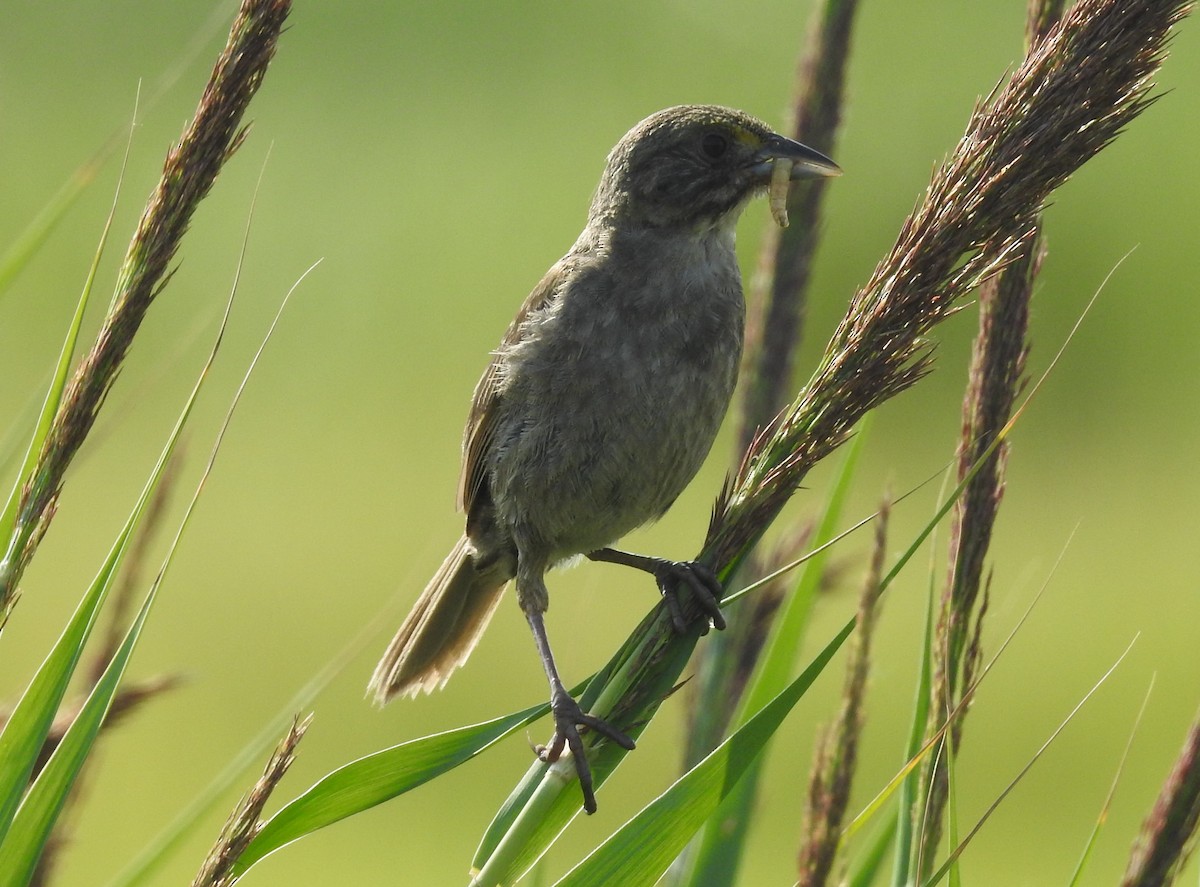 Seaside Sparrow - Fred Shaffer