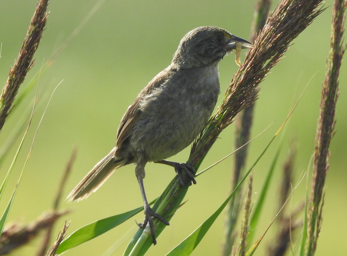 Seaside Sparrow - ML595979751