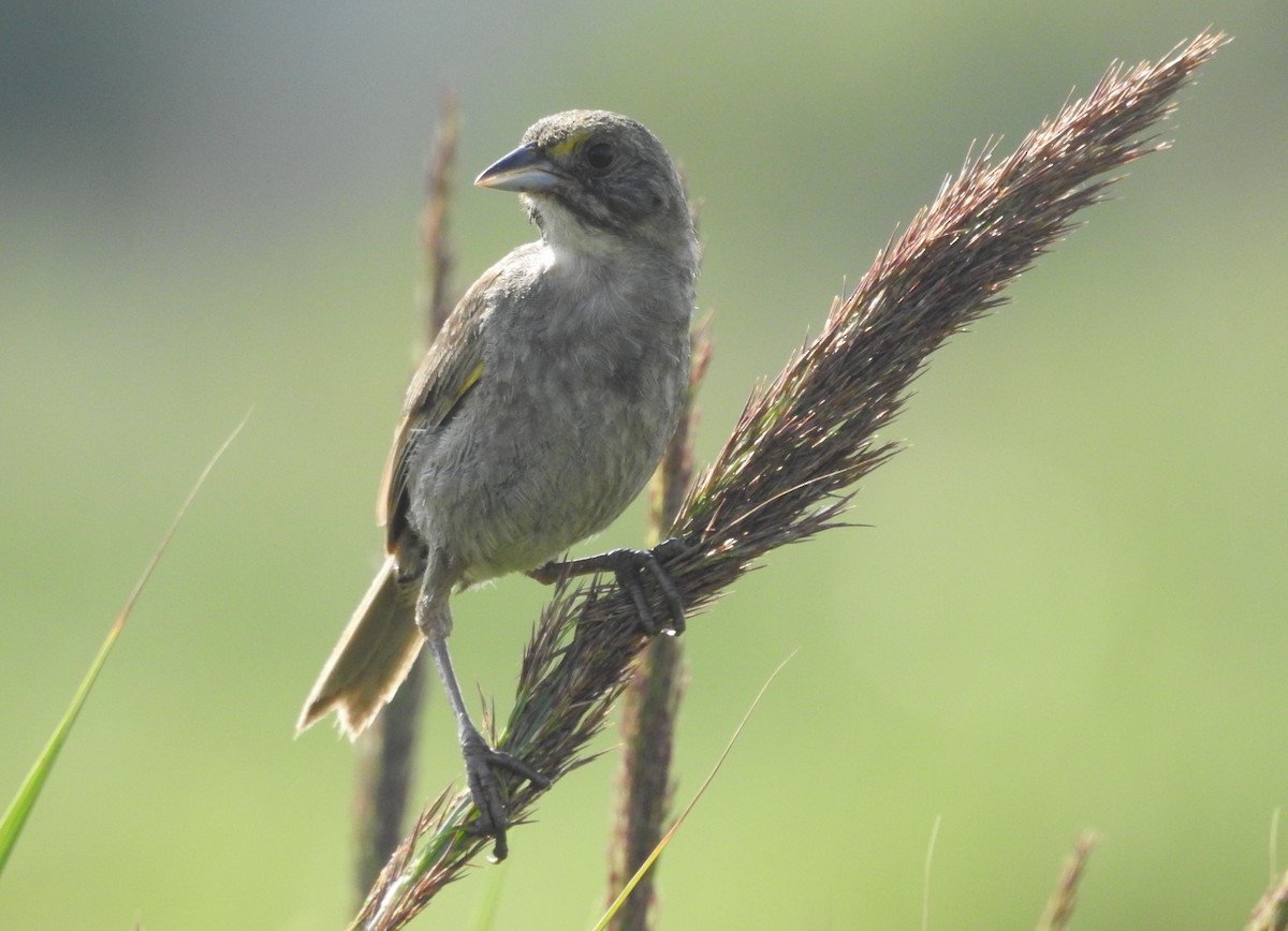 Seaside Sparrow - ML595979761