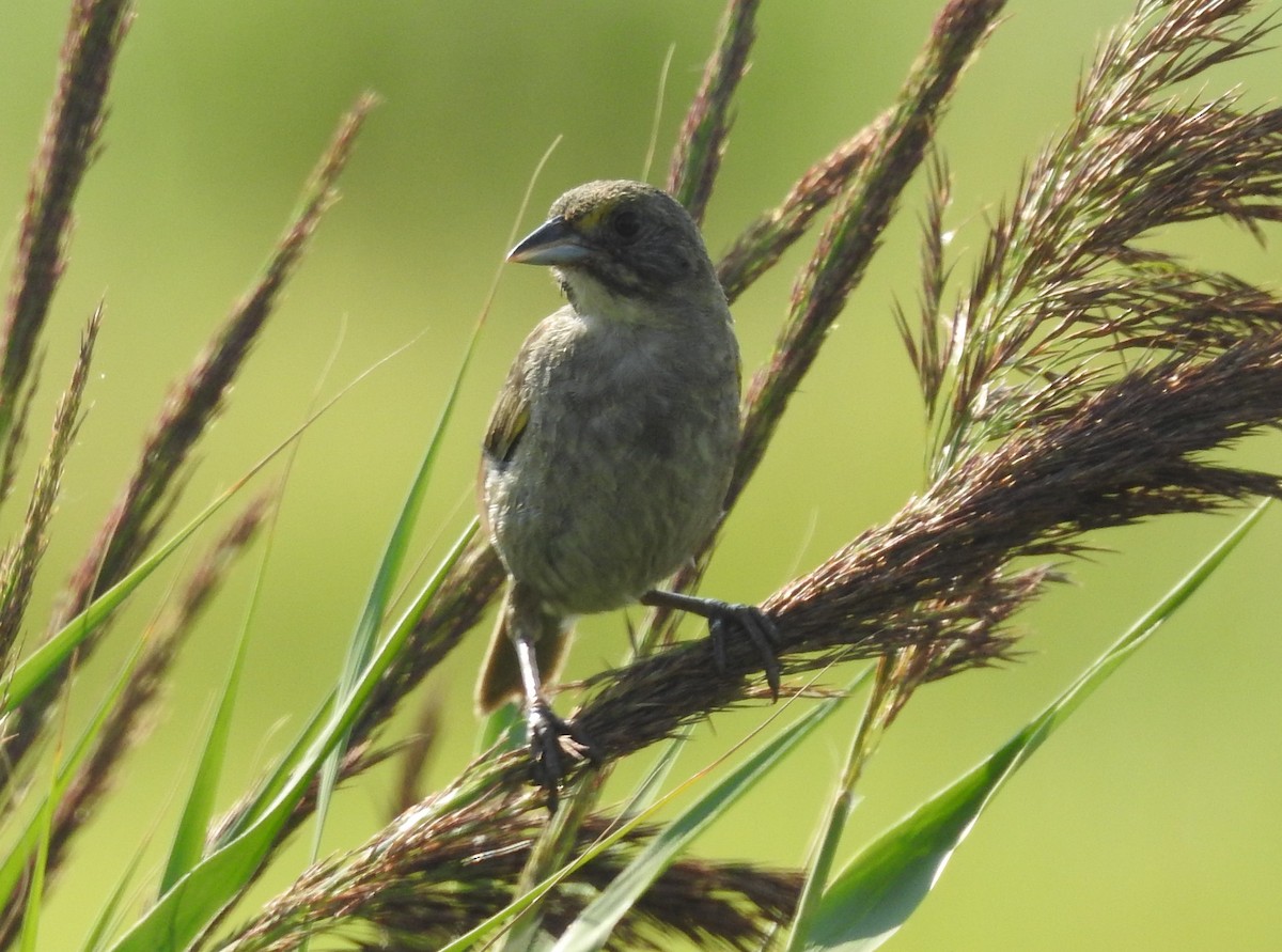 Seaside Sparrow - ML595980321