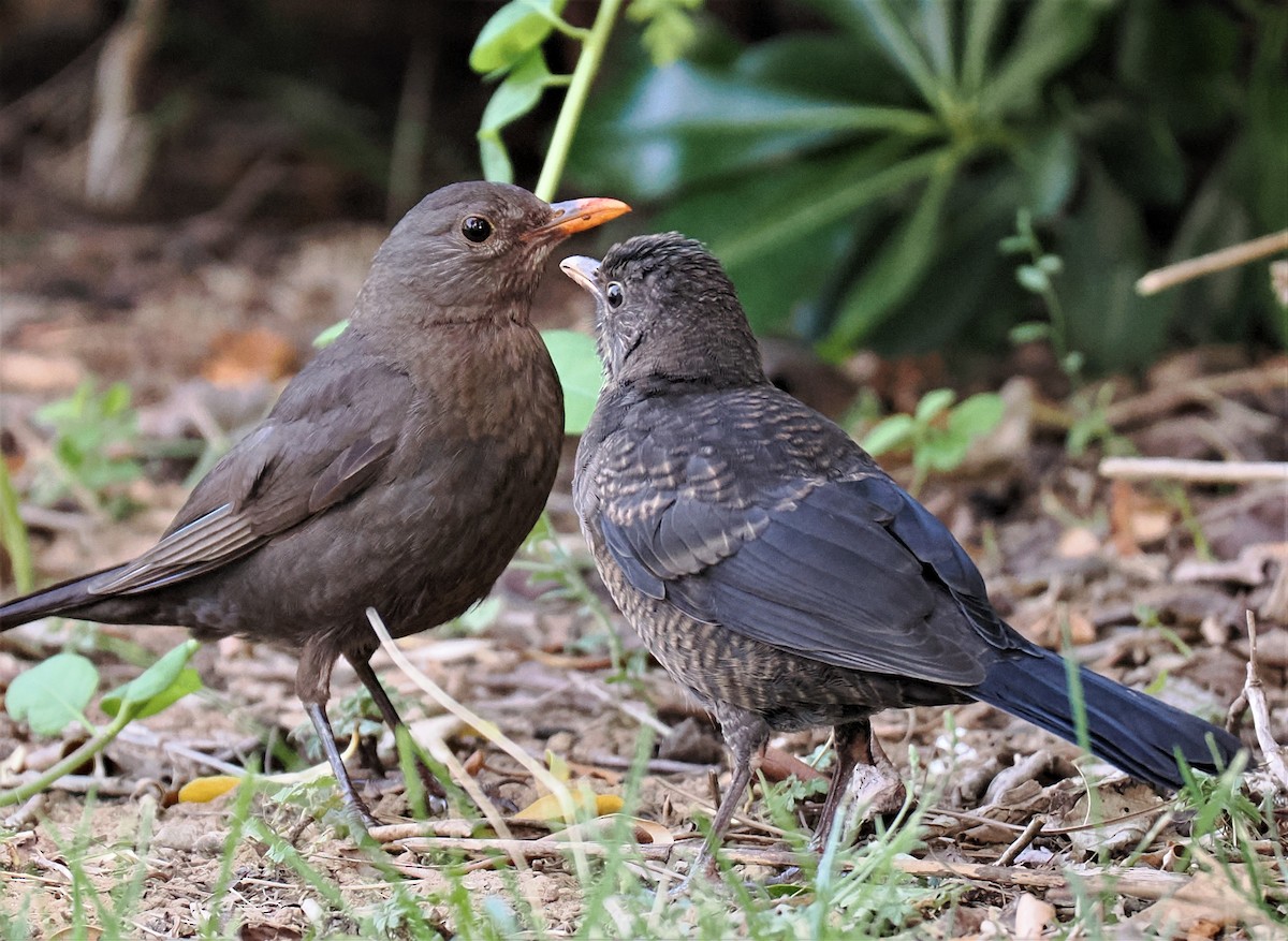 Eurasian Blackbird - ML595981021