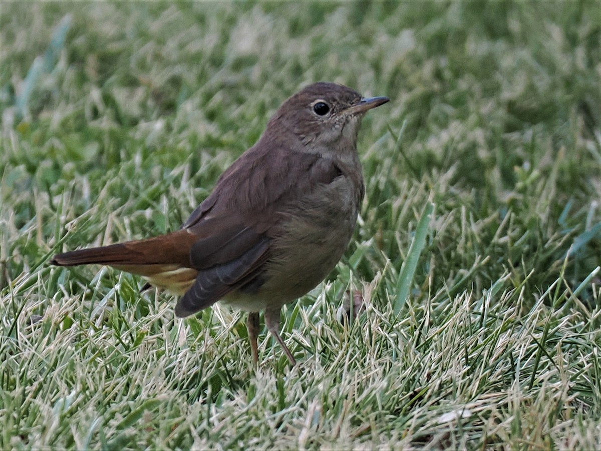 Ruiseñor Común - ML595981121