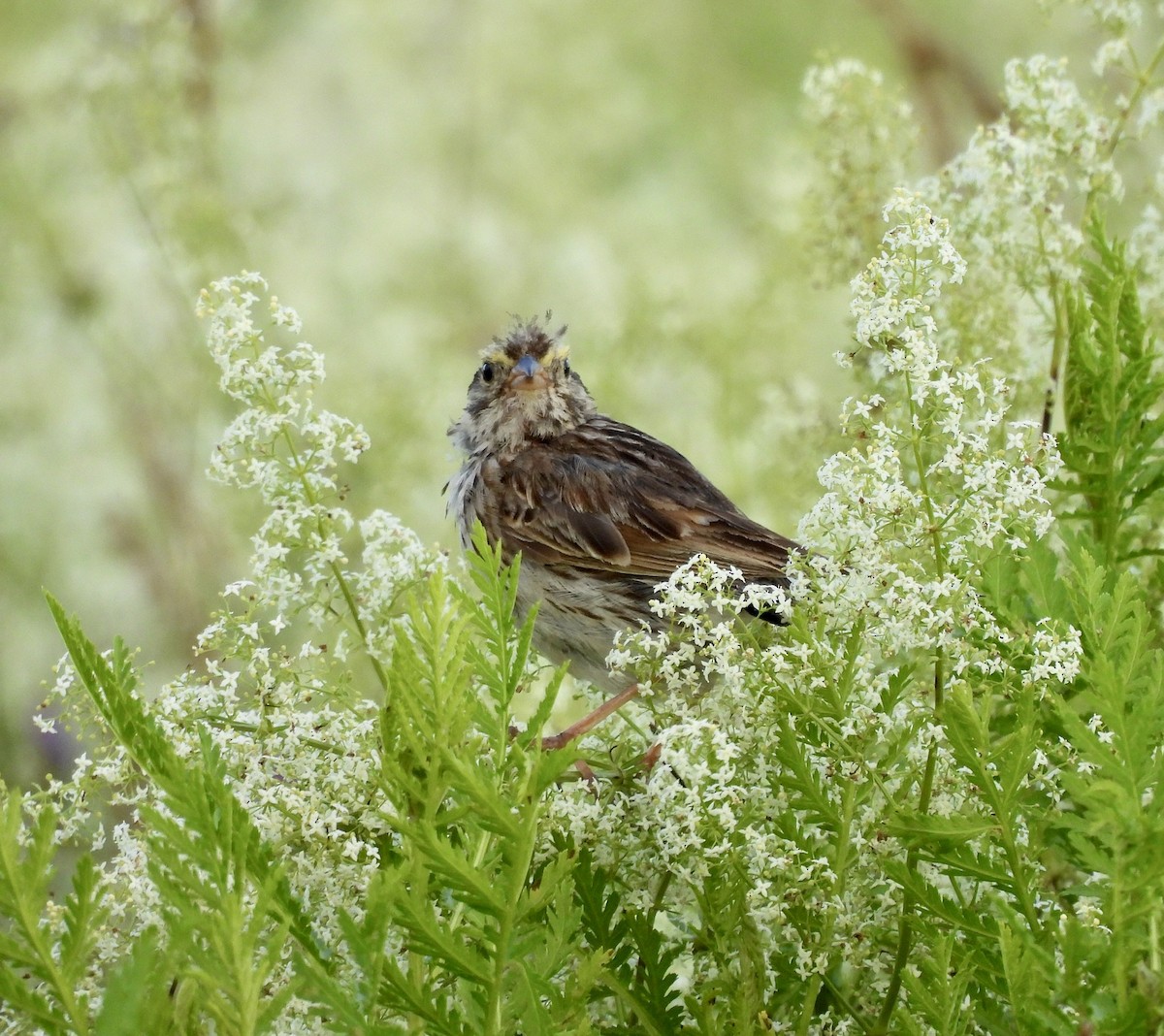 Savannah Sparrow - ML595981621