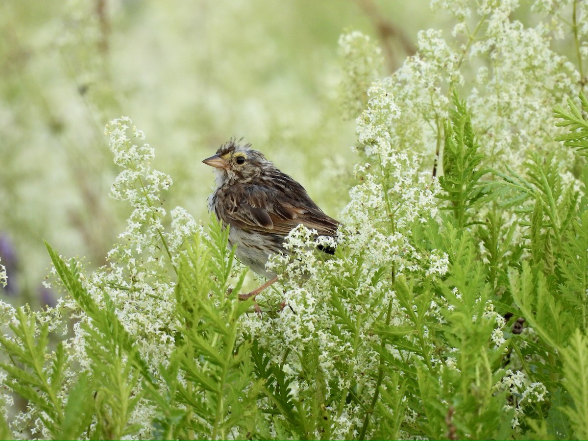 Savannah Sparrow - ML595981631