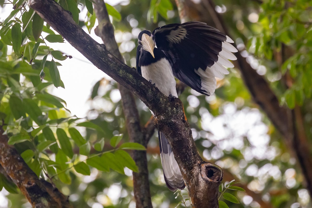 Oriental Pied-Hornbill - ML595983801