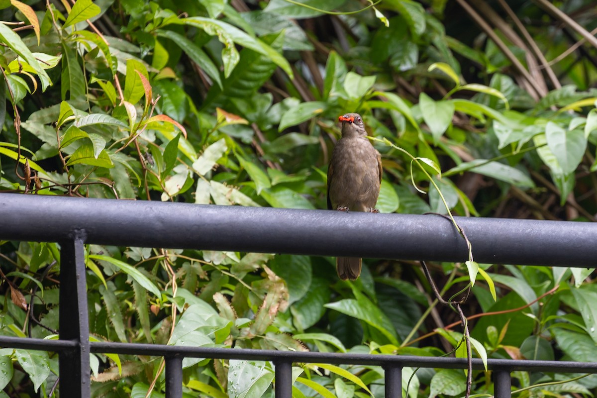 Olive-winged Bulbul - ML595983901