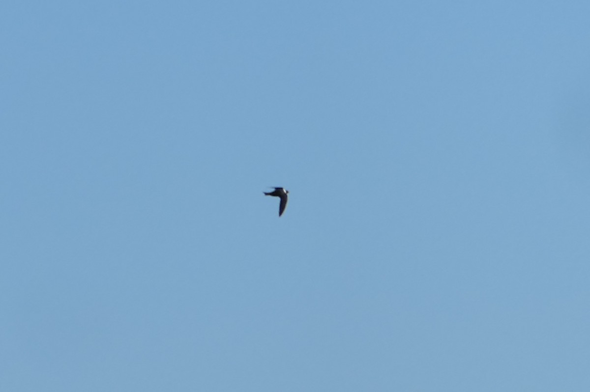 White-collared Swift - Nancy Houlihan