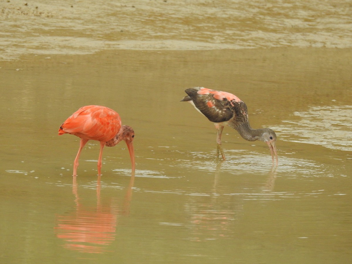 Scarlet Ibis - Luisa Fernanda Chavez Paz