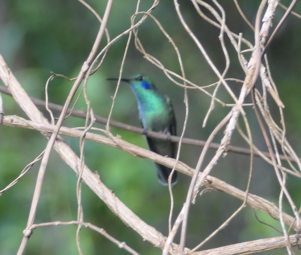 kolibřík modrouchý - ML595984961