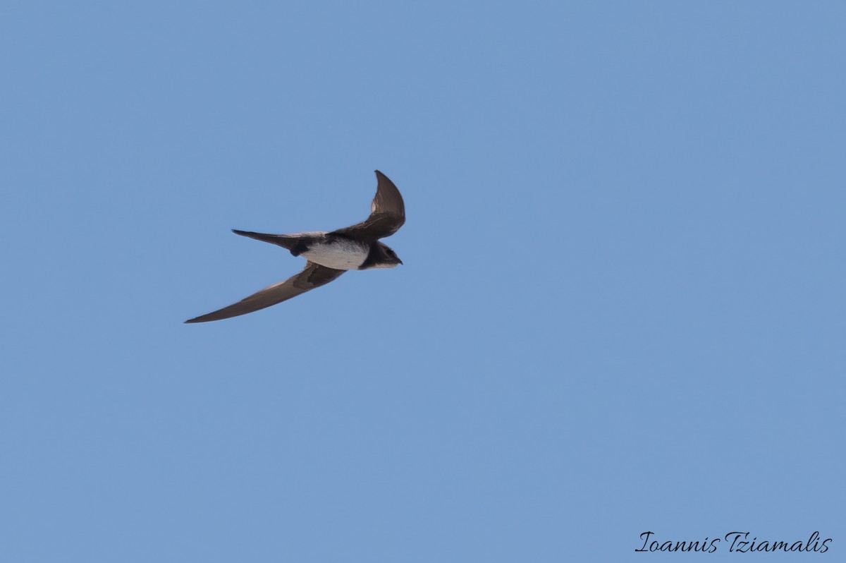 Alpine Swift - ML595985581
